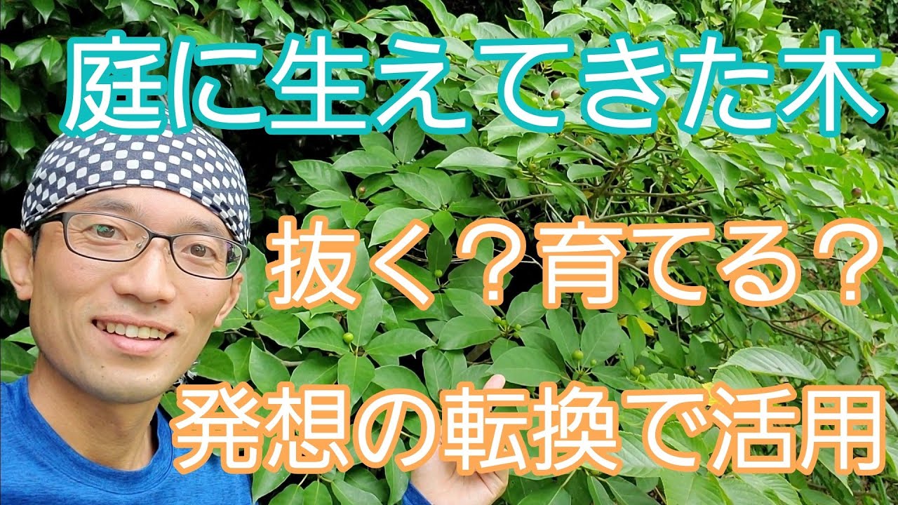 【庭に生えてきた木の対処法】伐採や抜根だけではなく、剪定して庭木として活用も🌱🌳