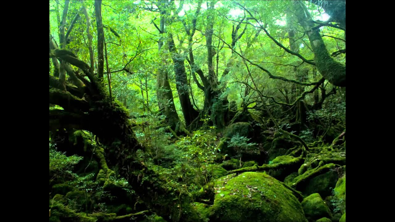 【DTM】樹海の神秘　クロノトリガー　Secret of the forest 【CHRONO TRIGGER】
