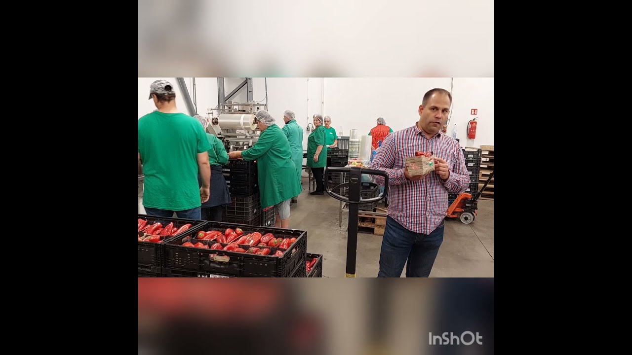 Szentesi Paprika termesztése, válogatása és csomagolása