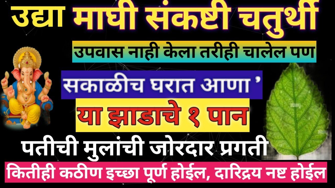 #आज माघी संकष्टी चतुर्थीउपवास नाही केला तरीही चालेल पणसकाळीच घरात आणा'या झाडाचे १ पानपतीची मुलांल