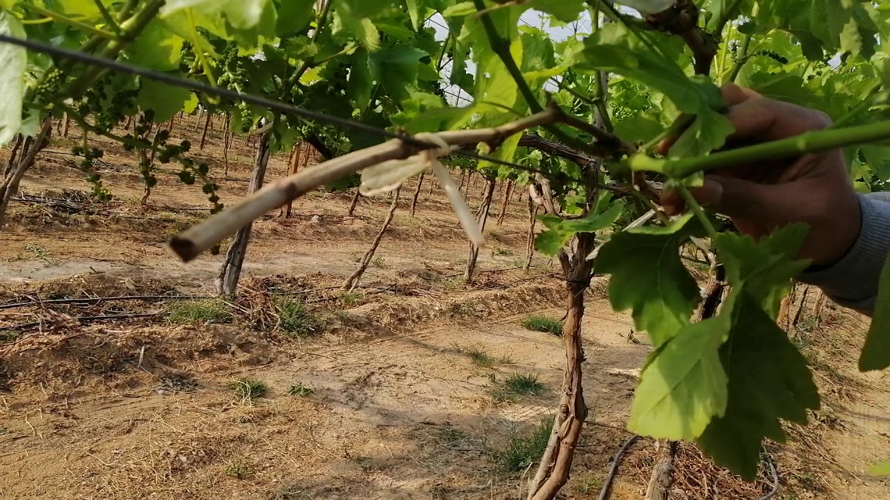 إدارة المجموع الخضري في العنب@ بلاك ماجيك (ميدنايت بيوتي)