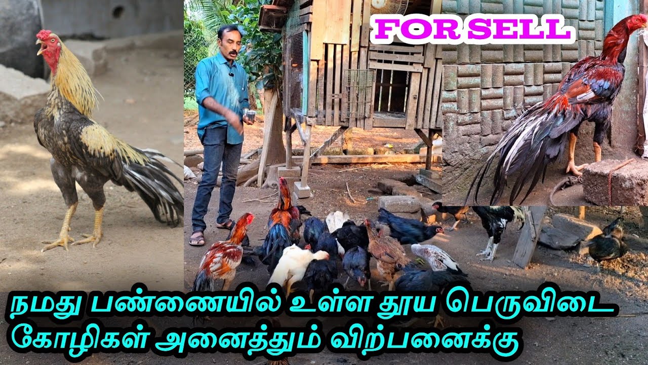பண்ணையில் உள்ள தூய பெருவிடை கோழிகள் அனைத்தும் விற்பனைக்கு|SOLD OUT|Thank you all
