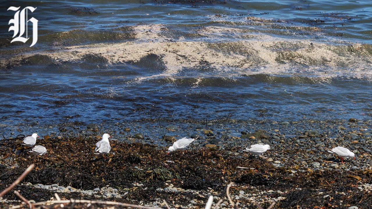 Wellington sewage spill: Mayor met Prime Minister, inquiry launched | Herald NOW