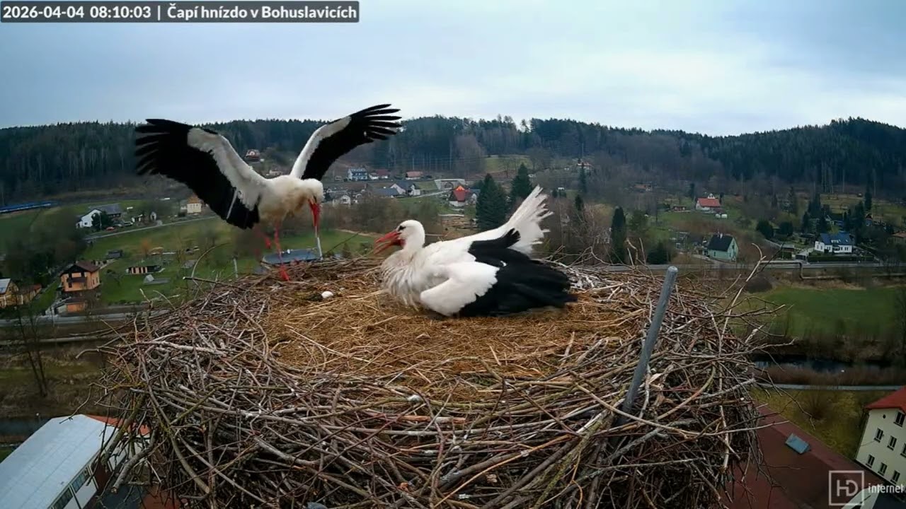 Bohunka wyrzuca jajko rywalki - Bohuslavice, CZ- 04.04.2026