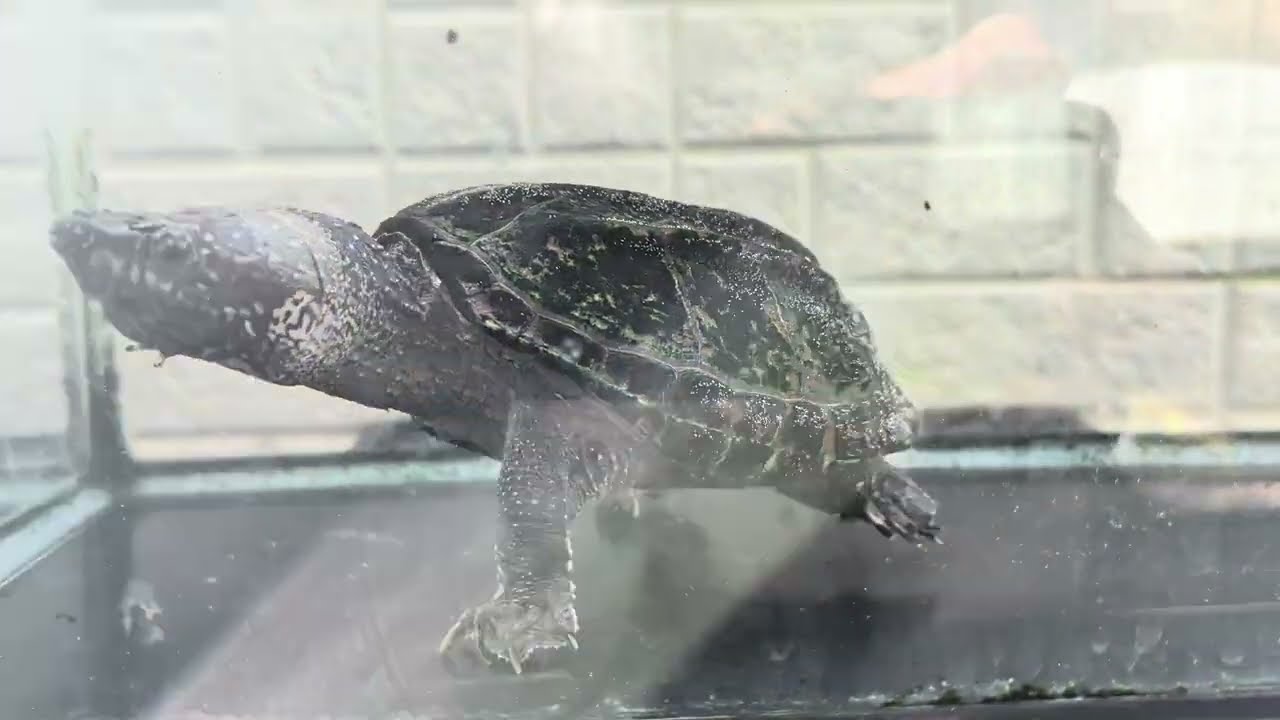 ポゴナ河合のアニマルラジオ　第1278回　黒いです！