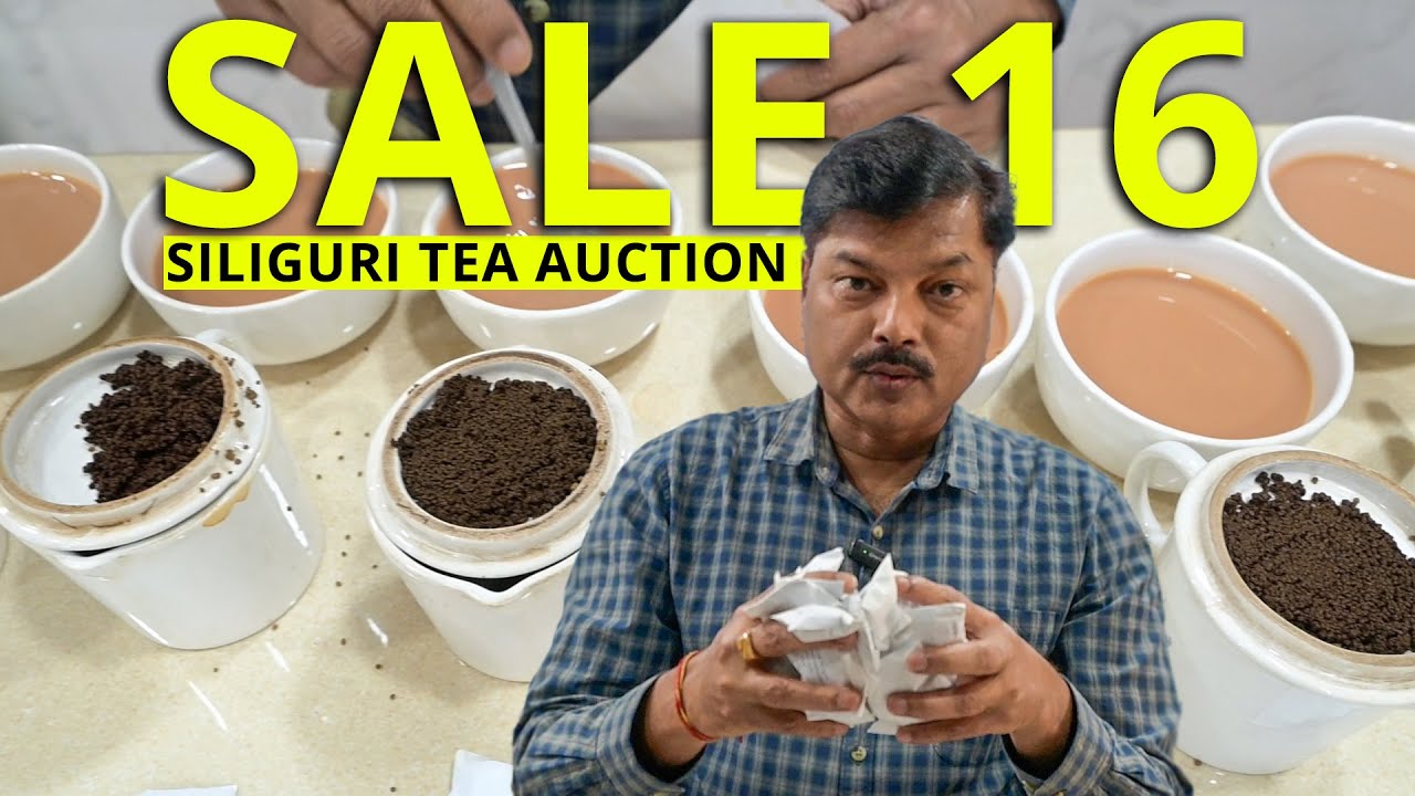 Bidding on the Best: Siliguri's Low-Rate Tea Auction Sale #16! #teabusiness #teaeducation