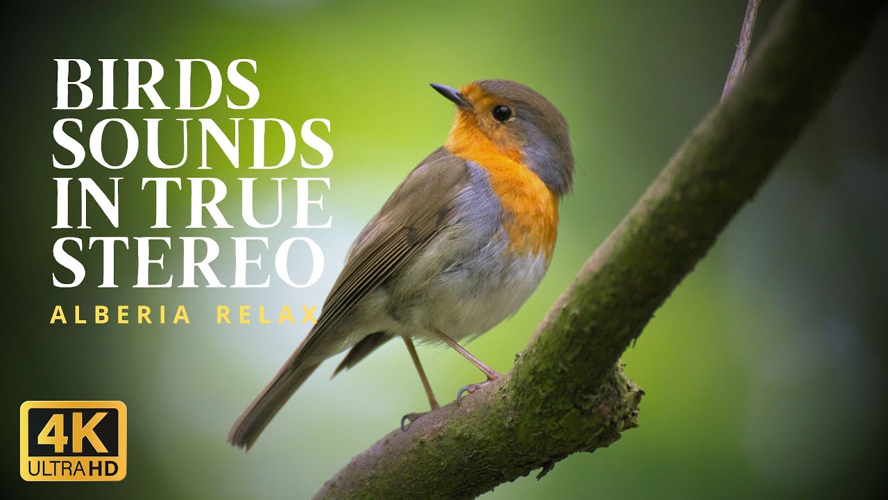 BIRDS SOUNDS - Polish Silesian Forest | Nature ASMR