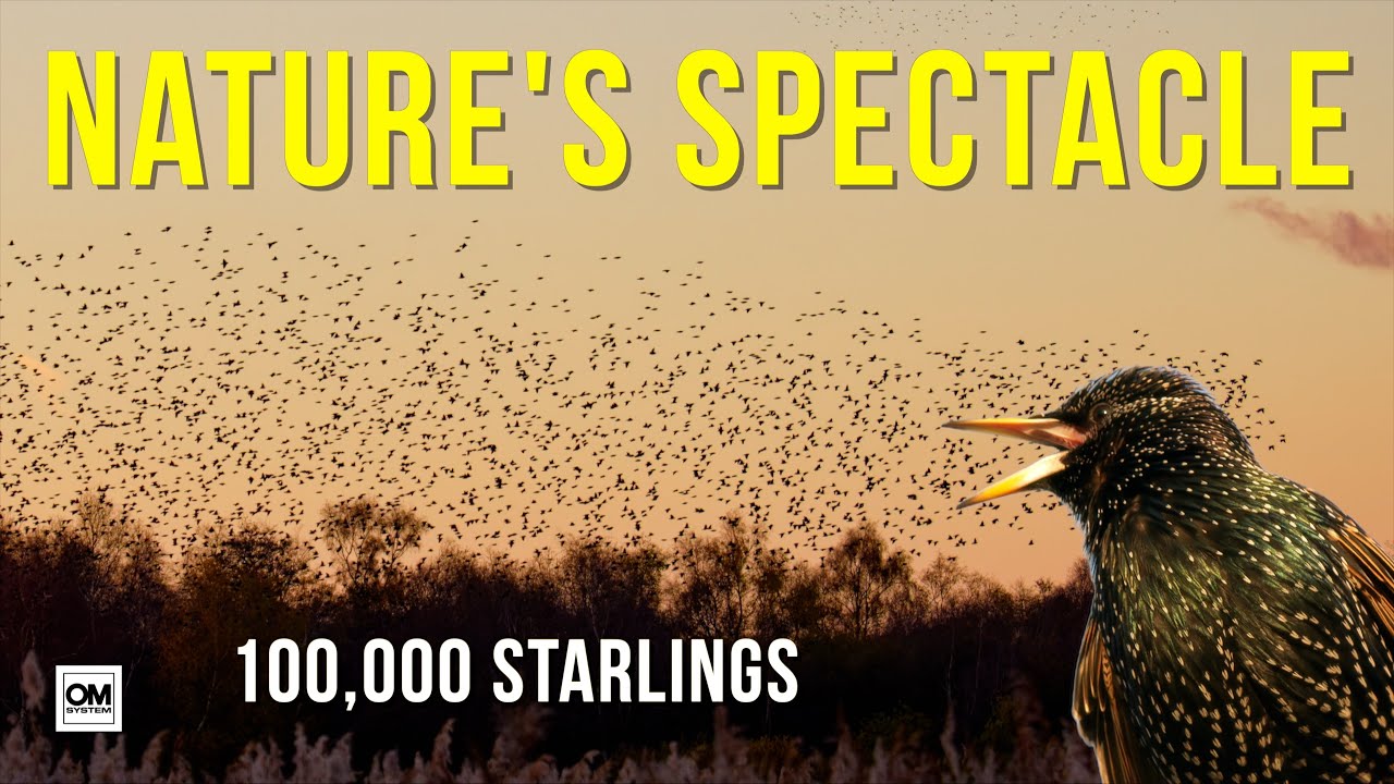 Starling Murmuration at RSPB Ham Wall: Evening wonder to Epic Morning Launch! Filmed on the OM-1ii