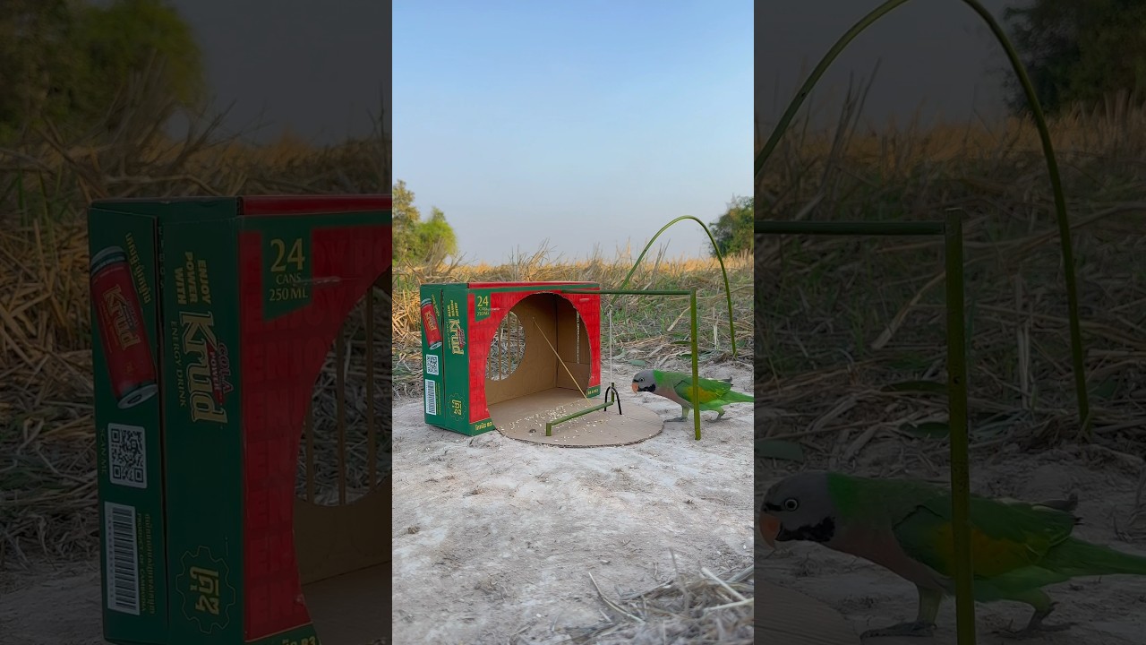 Amazing Unique Parrot Trap || Using Cardboard Box #youtubeshorts