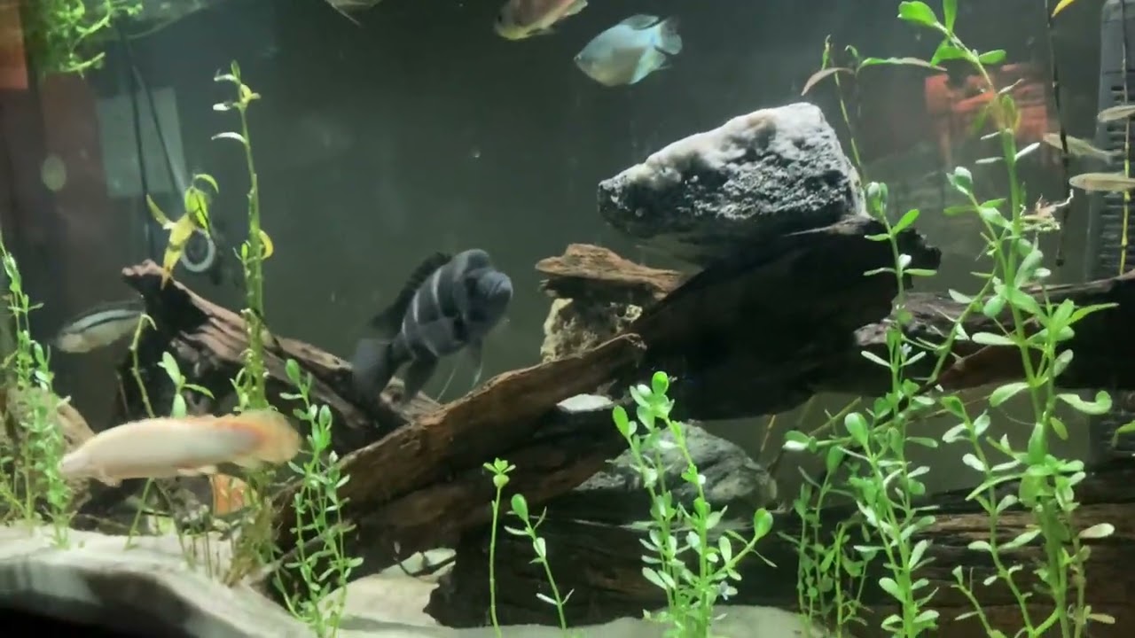 How to care for a Peacock eel . Amazing fish to have