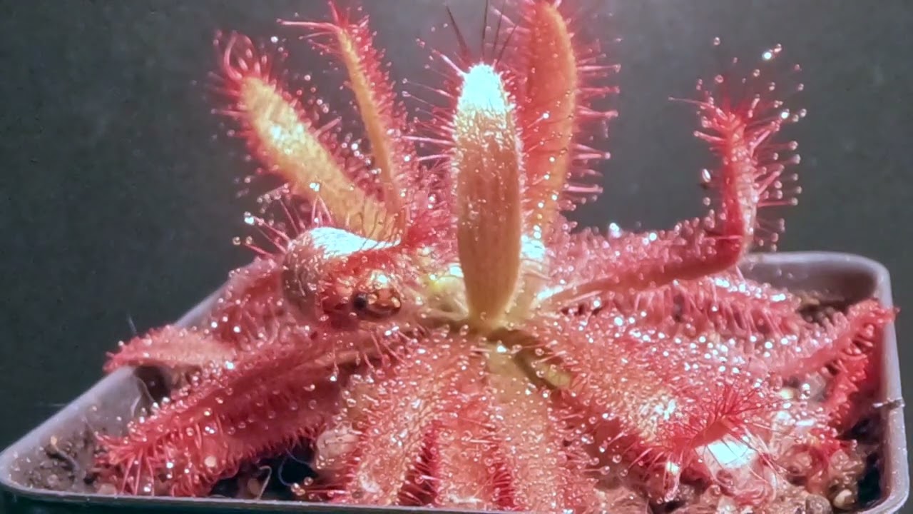 Drosera Graomogolensis Eating