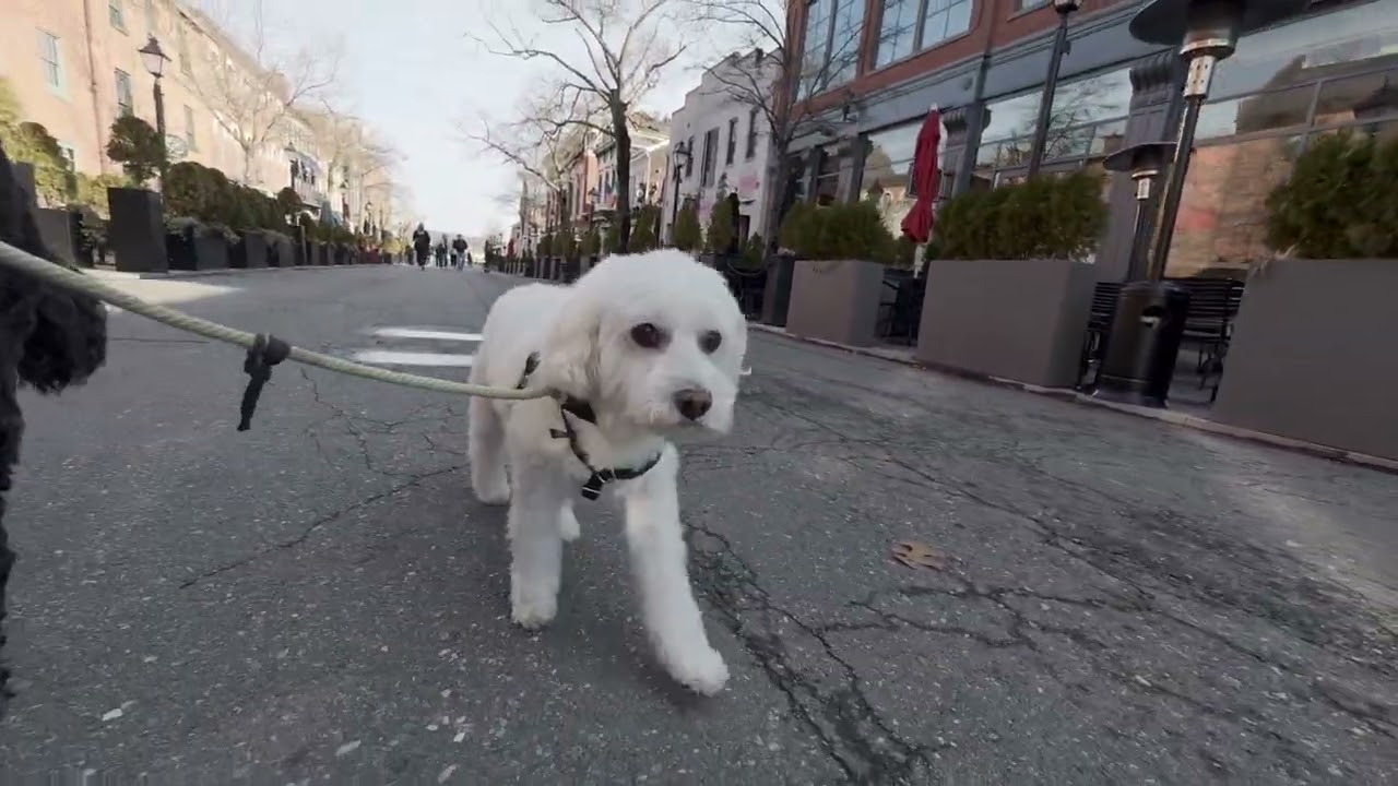 Pack walk reel 9