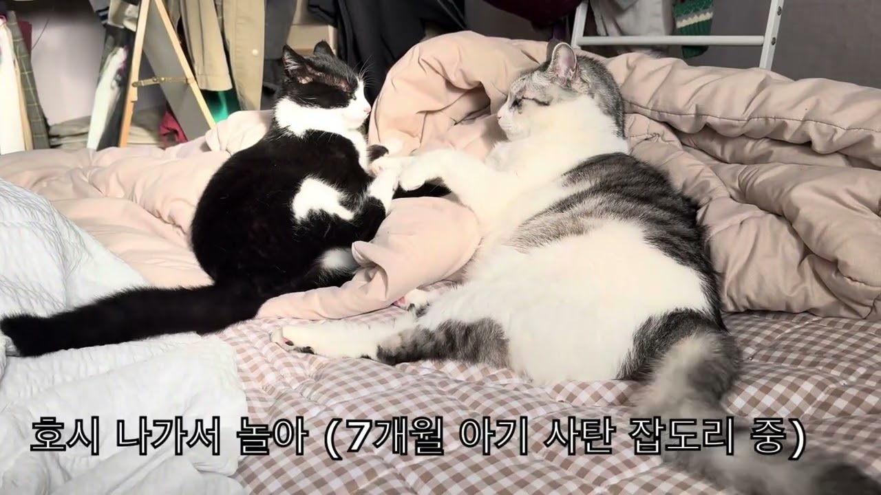 우리집 삼형제 2. 호시탐탐의 사탄을 구마해보다.