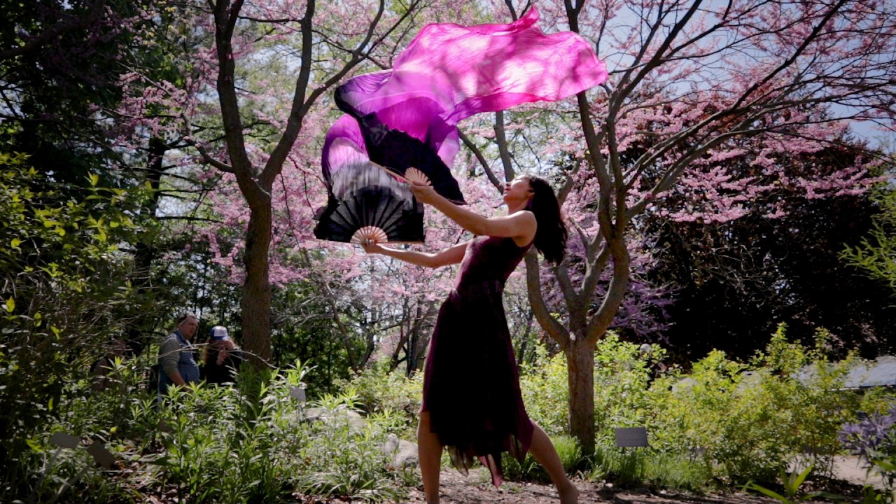 Silk Poi Fans Dance with Pink Blossoms- Still