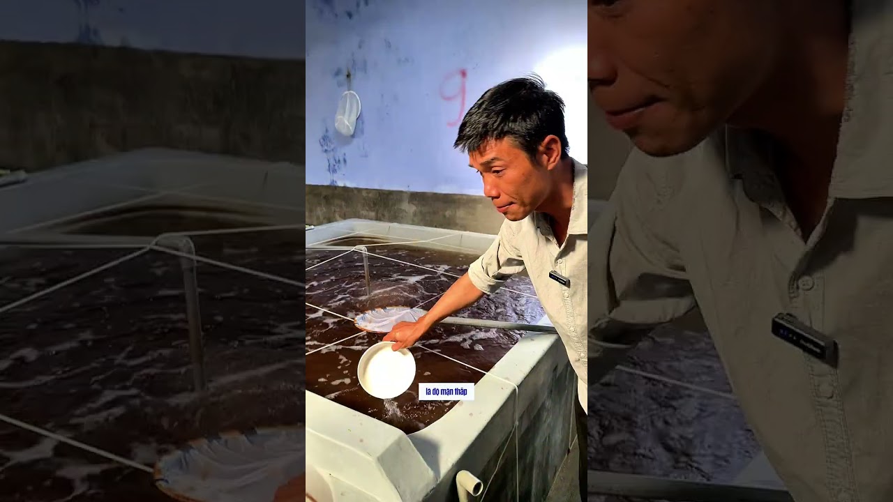 Tôm Giống Ninh Thuận