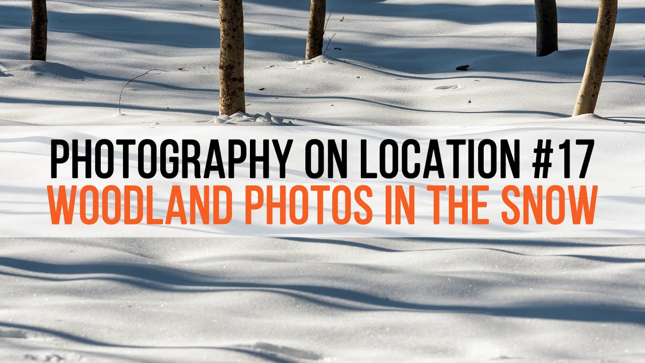 Woodland photography in the snow - Photography on location