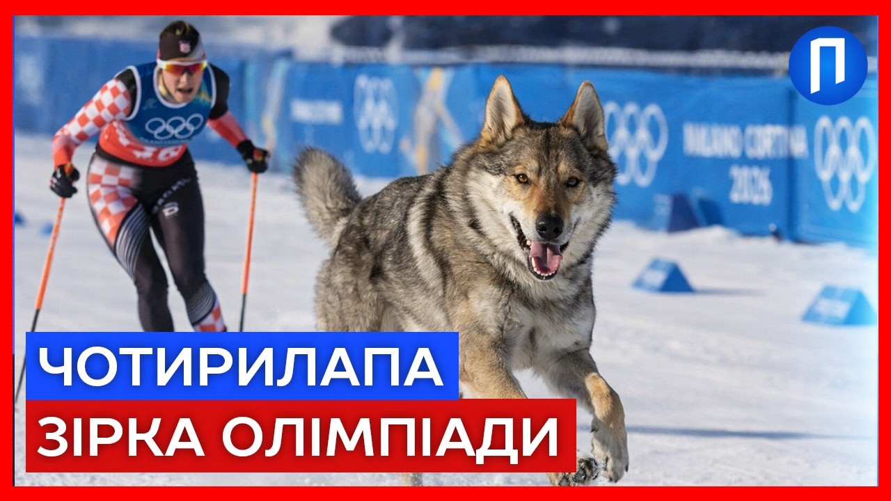 Олімпійський фотофініш із собакою: неймовірна історія втечі Назгула на ігри Мілано-Кортіна
