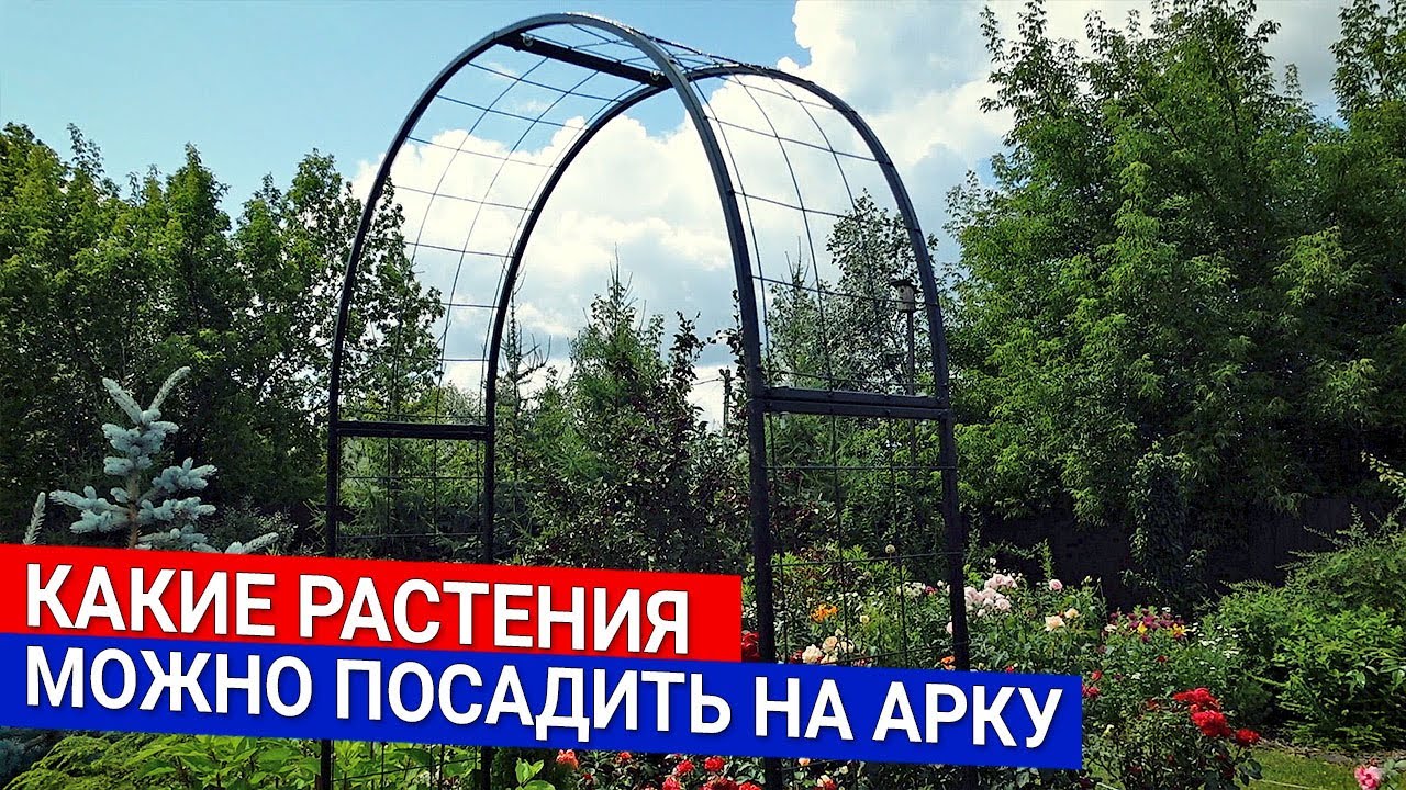 Какие растения можно посадить на арку