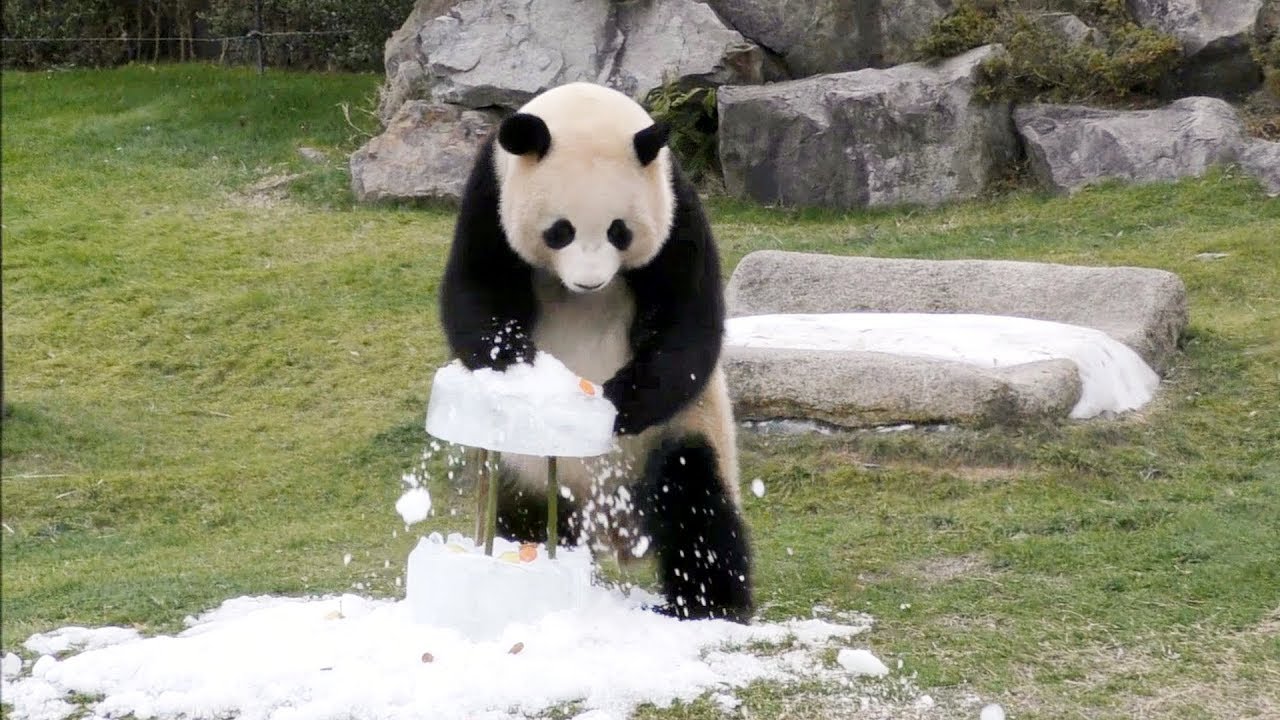 【子パンダ】自由な桜浜🐼ケーキをフルボッコｗ🌟そして長～いフリーズ♪【with桃浜】Giant Panda -Ouhin&Touhin-🌟 break the cake🎂