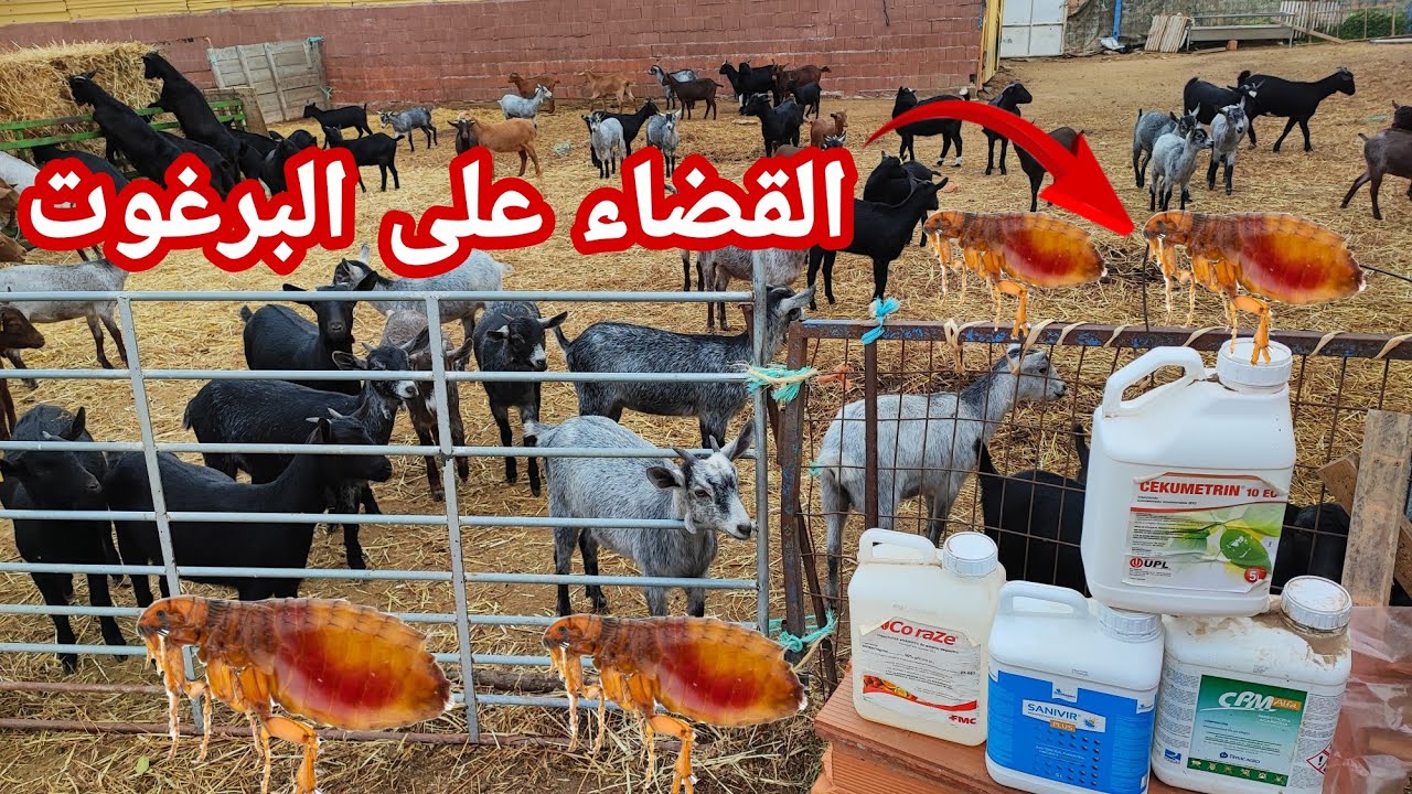قهرك البرغوث ها هي الطريقة السحريةالقضاء عليه بصفة نهائية و الأدوية المستعملة