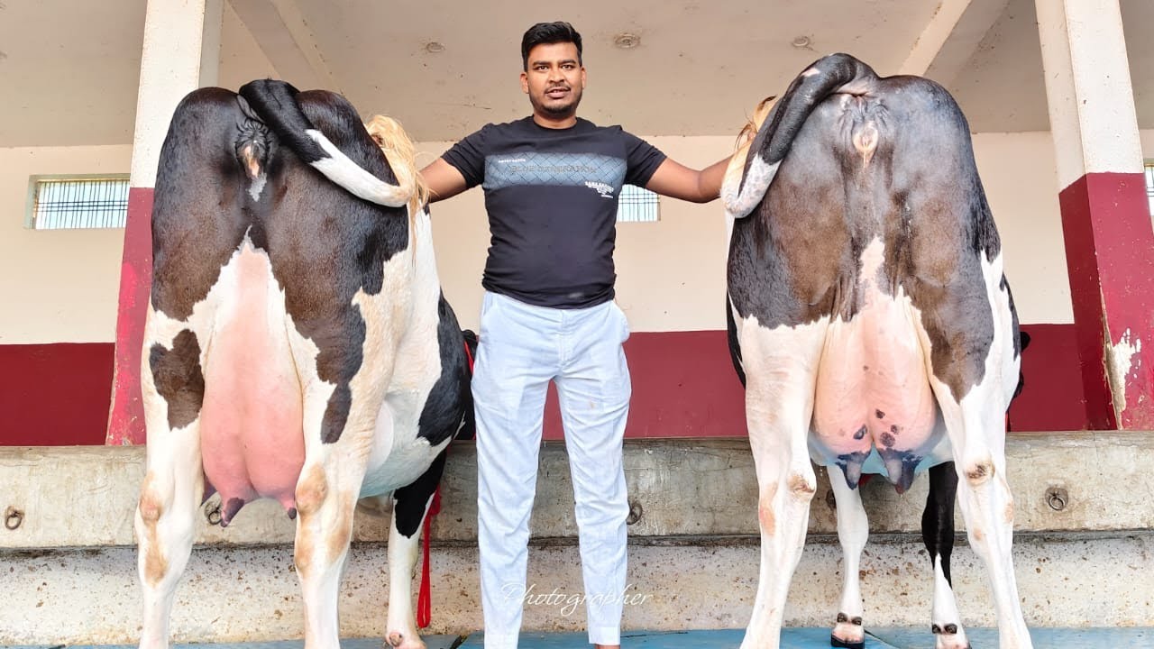 Dairy Farm में मन लगाने के लिए ऐसी गाय लेनी पड़ती हैं।shakil Dairy Farm।8127933448,9936366262