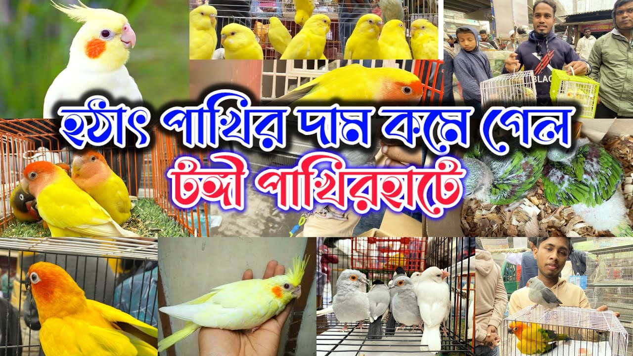 হঠাৎ পাখির দাম কমে গেল টঙ্গী পাখিরহাটে/birds wholesale clothing for birds/birds videos birds