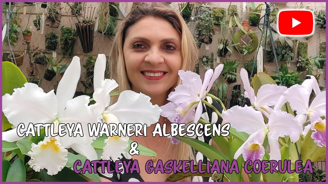 Cattleya warneri albescens & Cattleya gaskelliana coerulea - Floração e cultivo!
