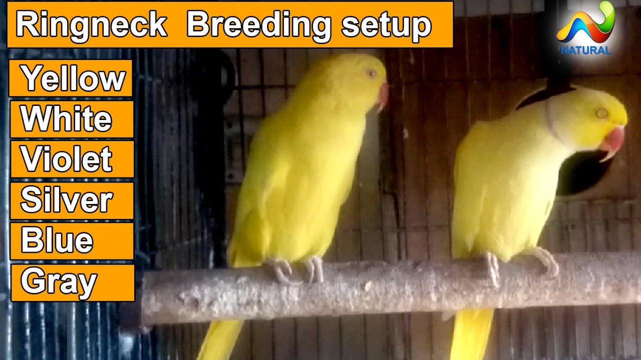 Yellow White Blue Silver Ringneck Parrot Breeding setup