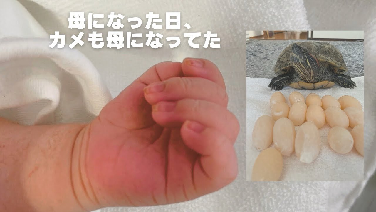 【命ラッシュ】産むタイミング、同じでした。