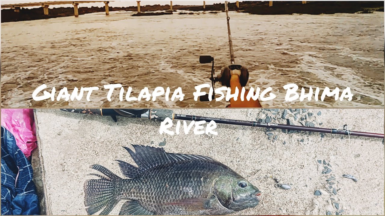 Big Tilapia Fishing || Neel Tilapya Fish Catching
