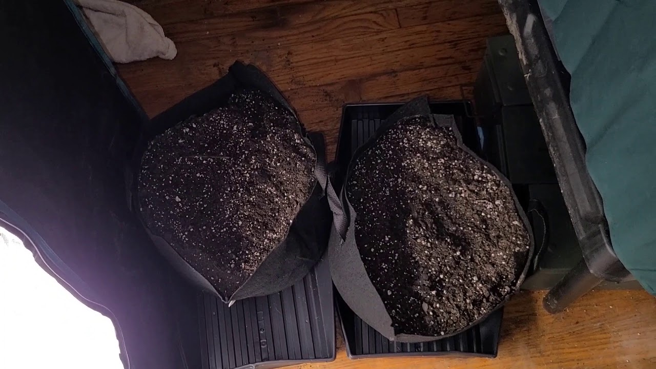 Update on Seedlings, When does veg state start?