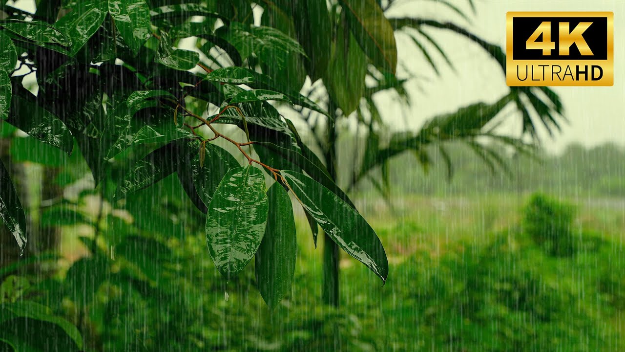 ASMR Heavy Rain on Leaves 🌧️ Deep Nature Rain Sounds for Sleep & Focus | Calm Forest Ambience