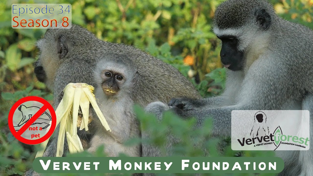 Unalii’s Hope: A Tiny broken monkey Heart Yearning for a Special Foster Mom