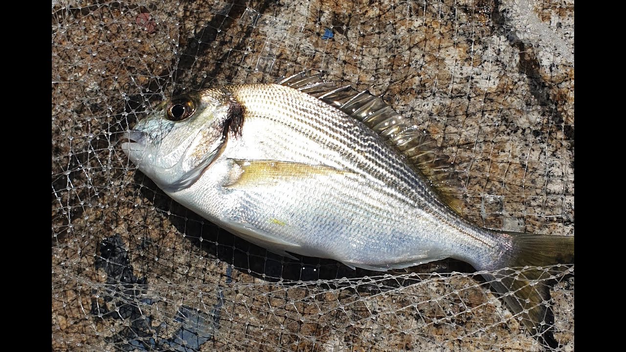 Nodo amo piccolo misura 20 pesca bolognese per pescare spigole, orate, saraghi, mormore , occhiate