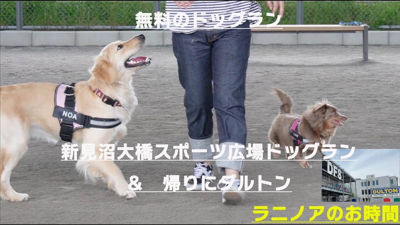 ドッグランでいっぱい遊んだラニとノア　＆　ダルトンショップに行ってきた！