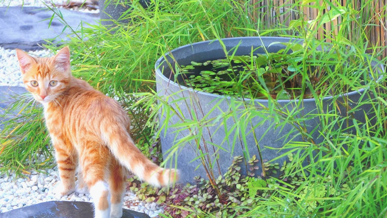 Update: Japanese Rice Fish Mini Pond (Fry Nursery Bowl & Resetting Mini Pond) Medaka