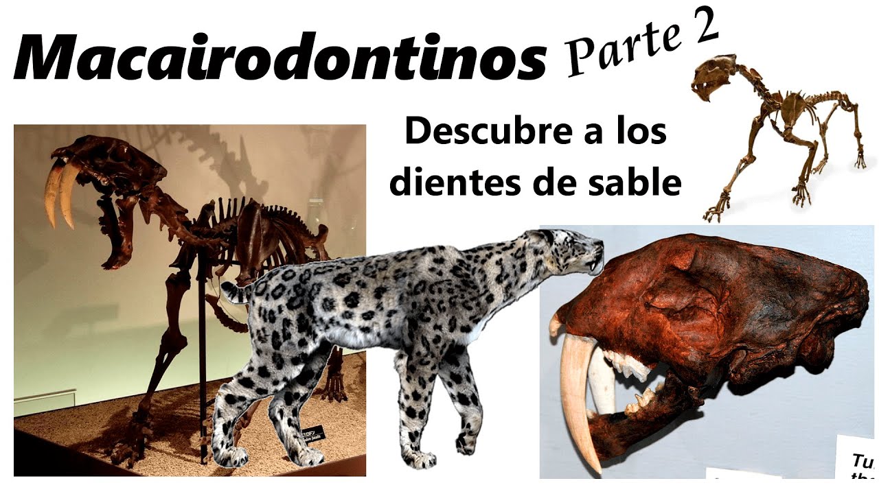 Félidos macairodontinos. Descubre a los "tigres" dientes de sable. Parte 2