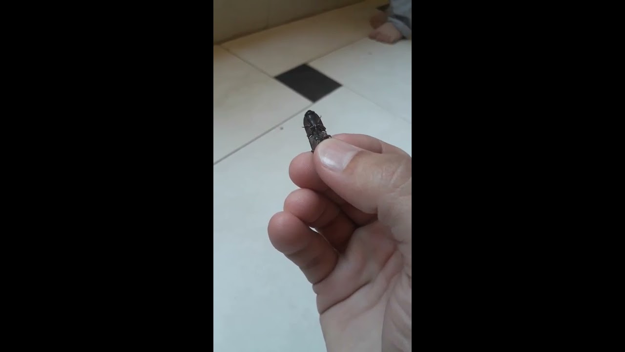 Click beetles فرقع لوز - Funny insect doing incredible jumps 