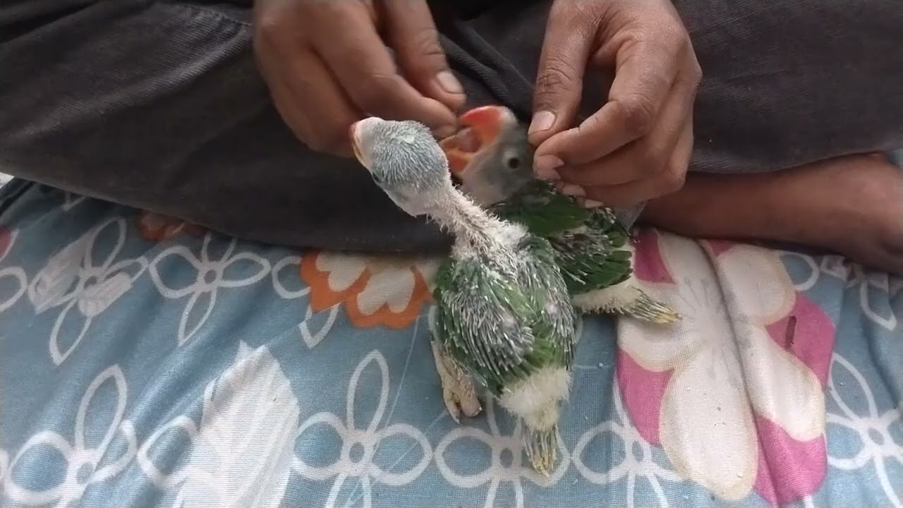 #pahadi parrot ke bacche Kisi Ko leni hai to Le sakte h