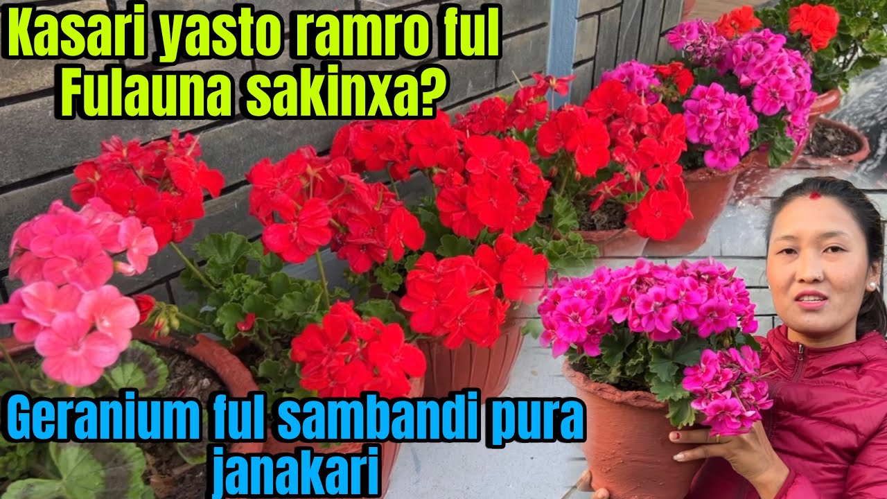 GERANIUM FLOWER 🌺SAMBANDI PURA JANAKARI || KASARI DHAKAMAKKA FUL FULAUNA SAKINXA 🥰