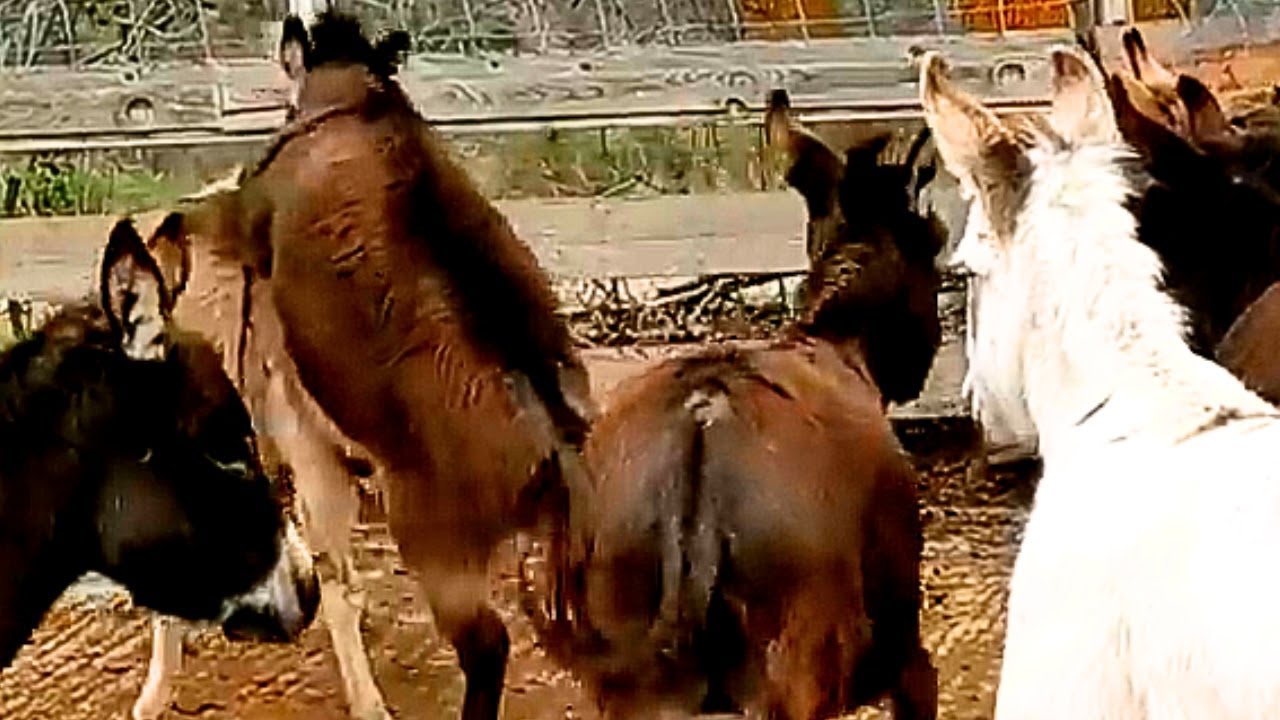 Two Donkeys Meet for the First Time 🐴 | Heart-Touching Farm Life