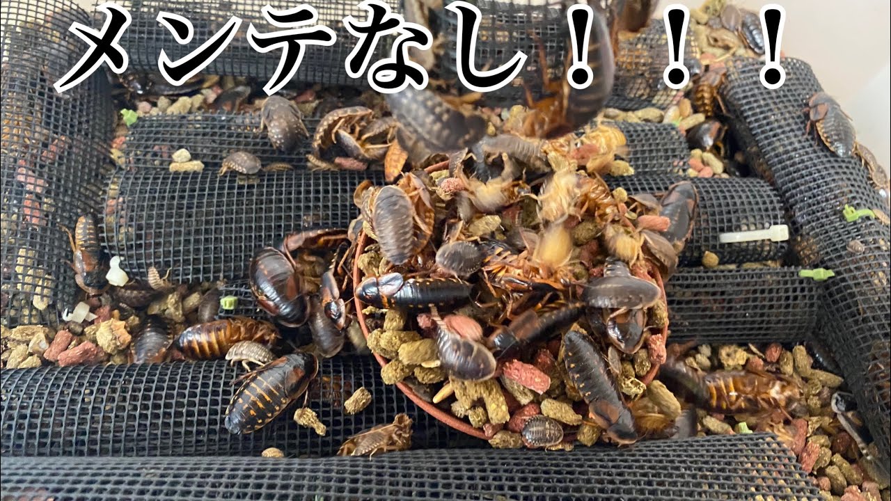 デュビア夢の放置飼育