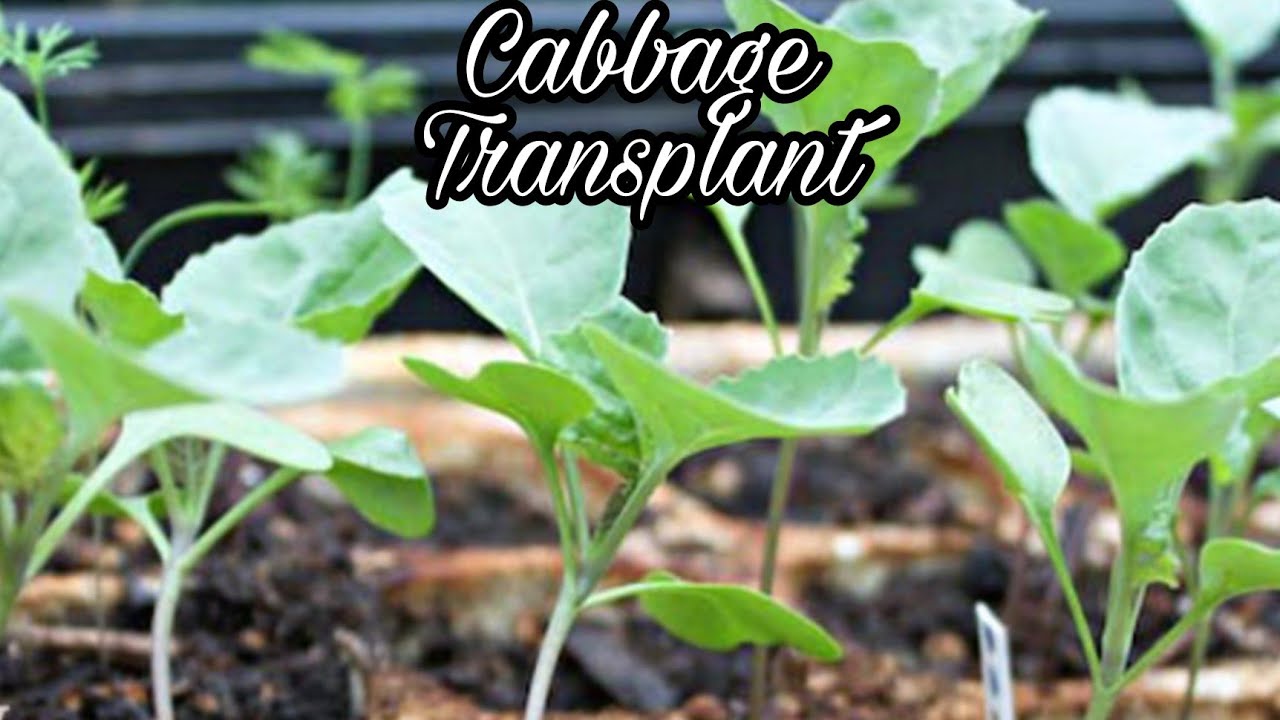 How to Transplant Cabbage seedlings, soil preparation for Vegetables, how to grow cabbage