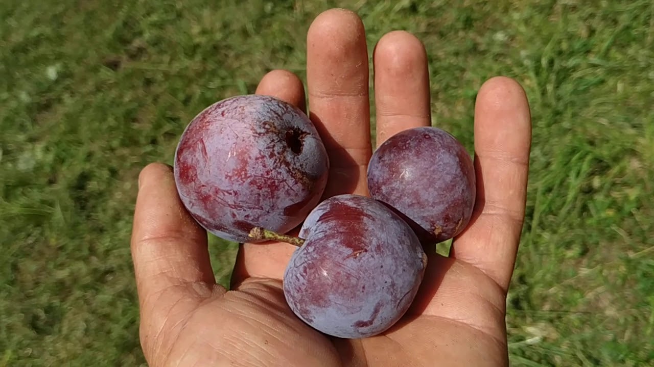 Greengage 