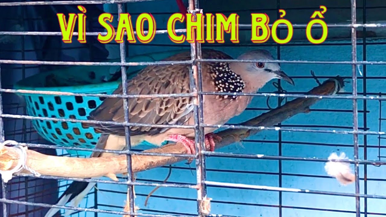 Chim Cu G&aacute;y bỏ tổ kh&ocirc;ng ấp- Nguy&ecirc;n nh&acirc;n n&agrave;o? ChimcanhVietKhang