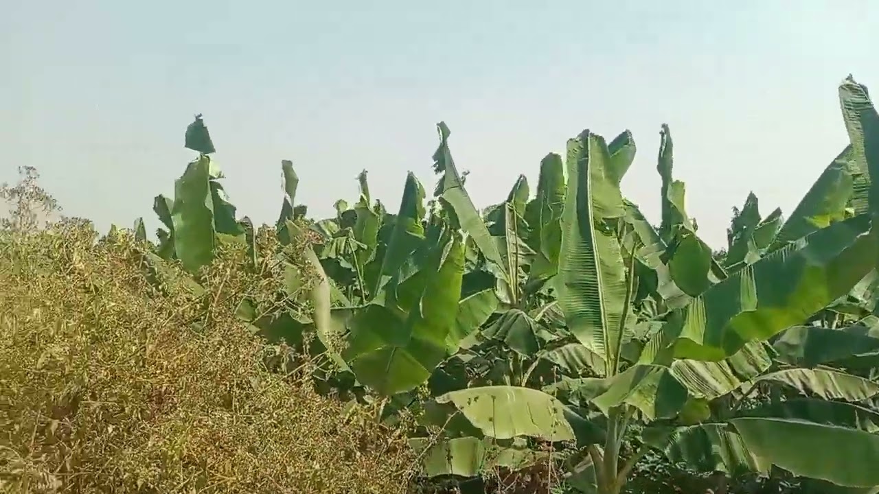 2akre land for sale Nanjangud near Mysore 32 km contact number☎9632620300