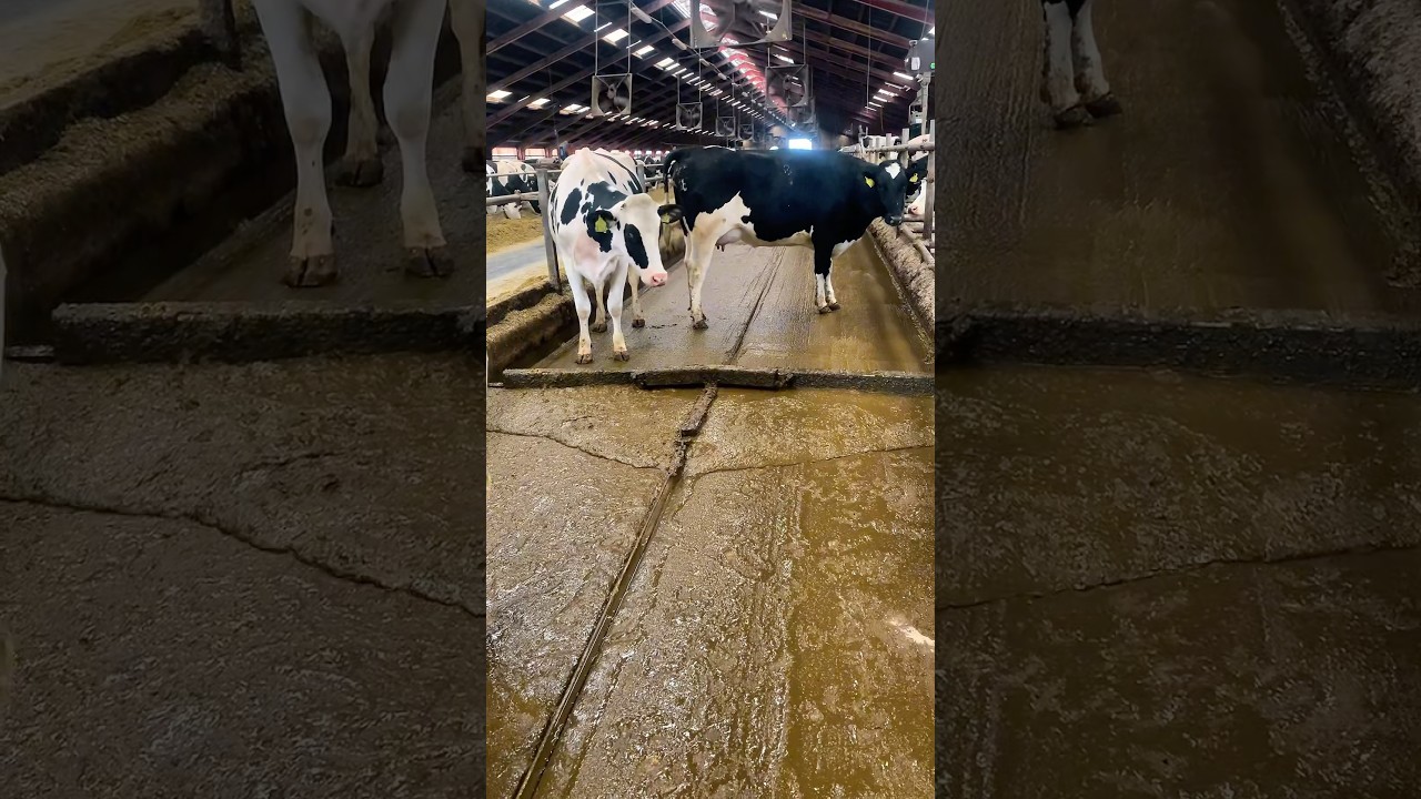 How to clean up after cows #cow #farming #farm #dairy #denmark