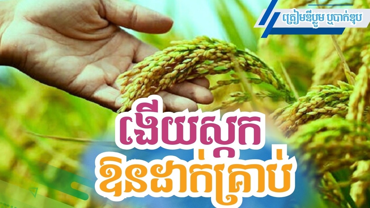 ងើយស្កកឱនដាក់គ្រាប់ / ត្រៀមឌីប្លូម ត្រៀមបាក់ឌុប សុភាសិតខ្មែរ