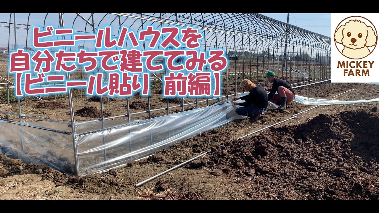 自分たちでビニールハウスを建ててみる【ビニール貼り前編】