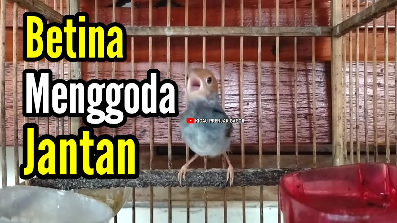 PRENJAK BETINA [ MASTERAN PRENJAK BETINA Gacor Istimewa Suara jernih Menggoda PRENJAK JANTAN ]